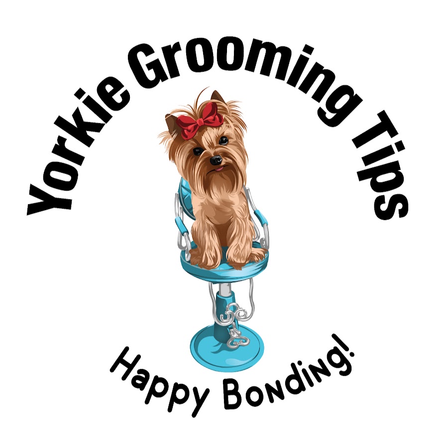 Yorkie Grooming Tips