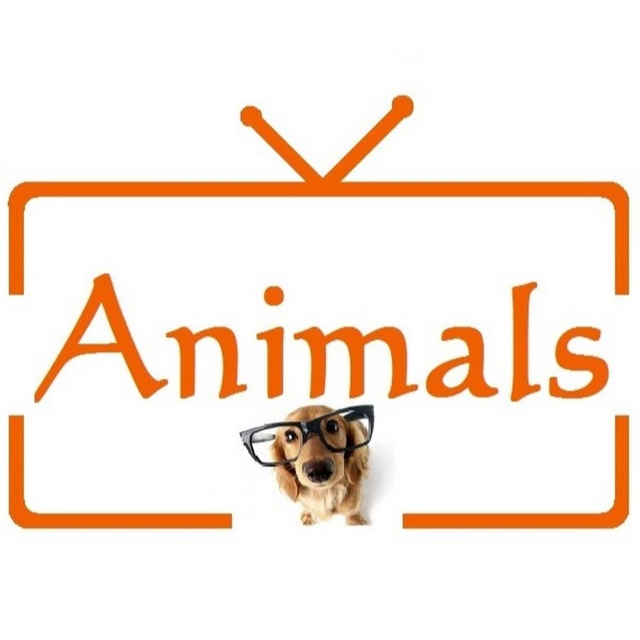 Animals TV YouTube 频道头像