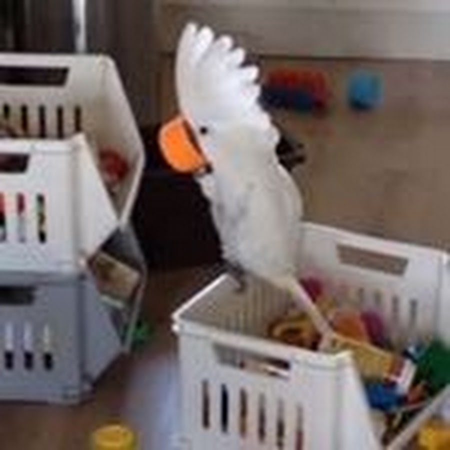 Harley the cockatoo YouTube channel avatar