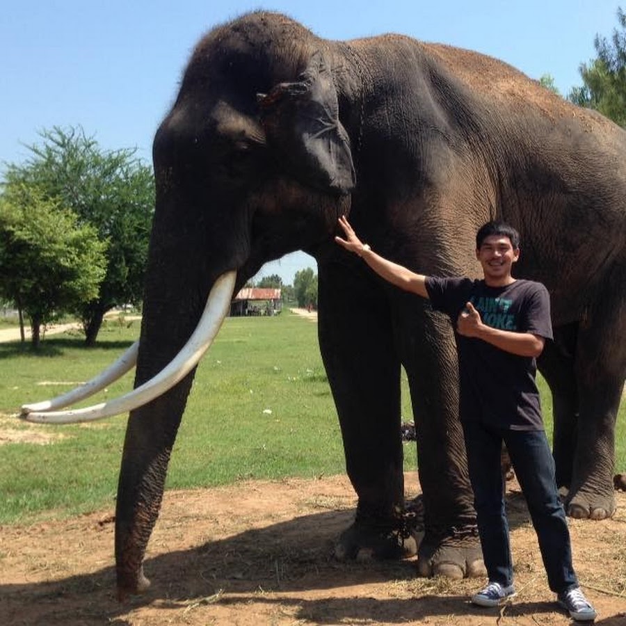 Elephant Surin Thai YouTube 频道头像