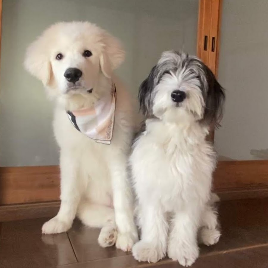 もふもふ犬と暮らし Youtube