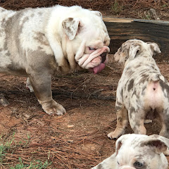 Thumbnail of related channel