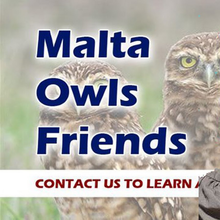 Malta owls friends