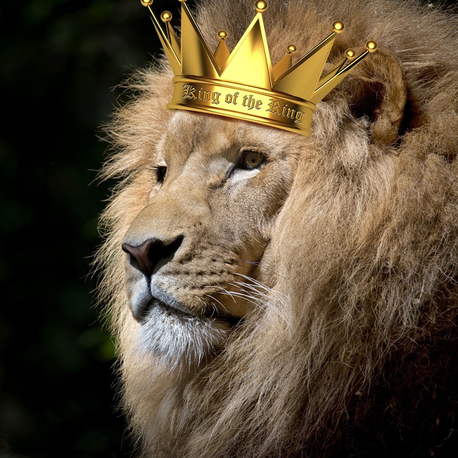 Feline King