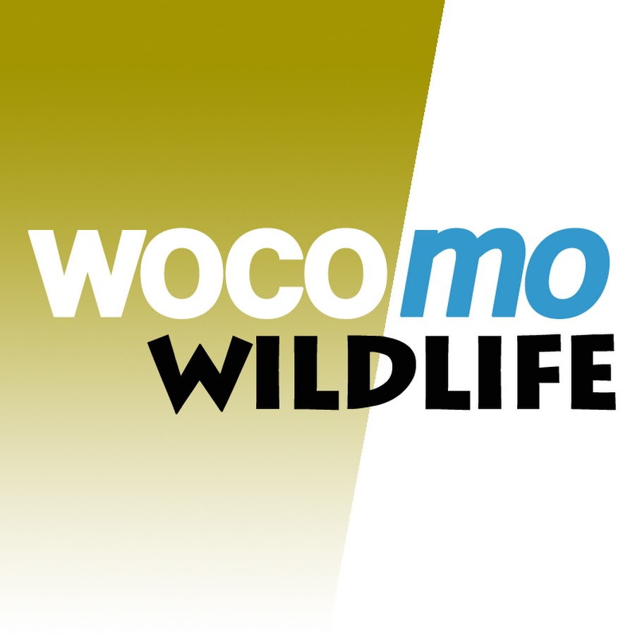 wocomoWILDLIFE YouTube channel avatar