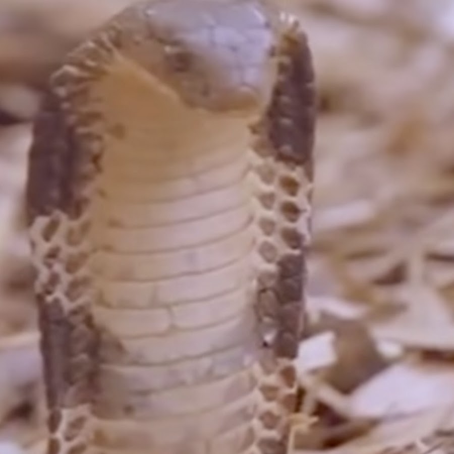 King Cobra Vs Mongoose Avatar de canal de YouTube