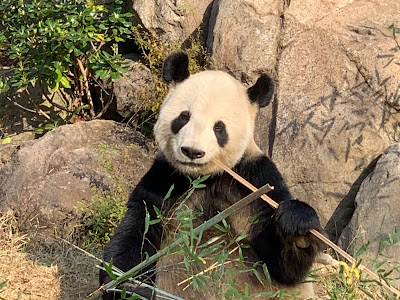 コレクション js クラブ 241637