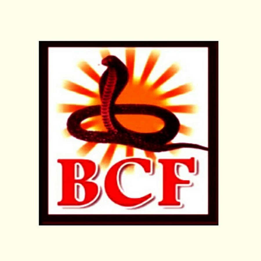 BCF Music - Bhojpuri YouTube channel avatar