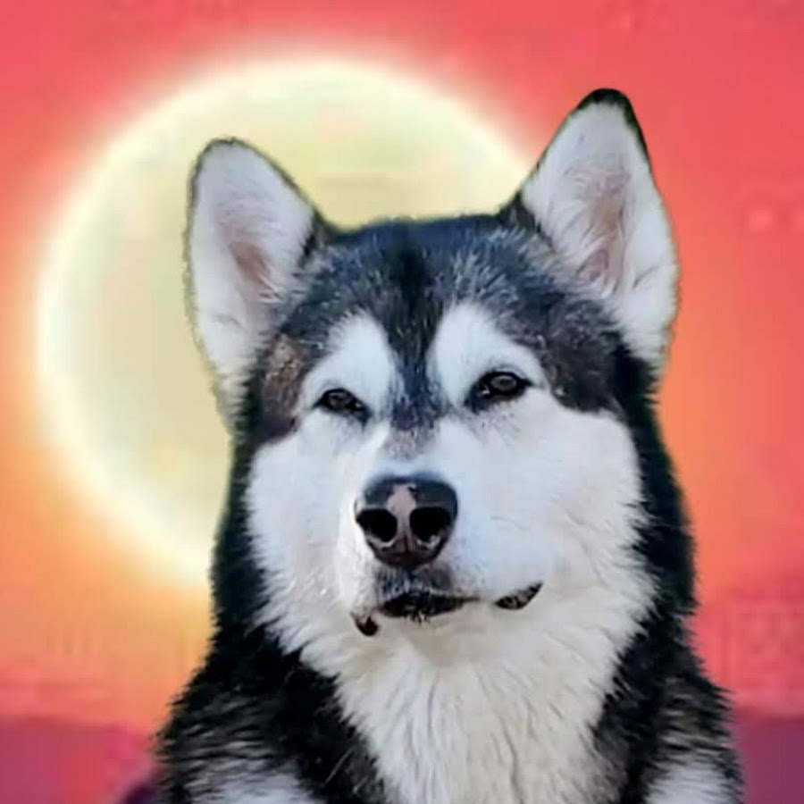 The Adventures of Tonka the Malamute AKA WaterWolf YouTube-Kanal-Avatar