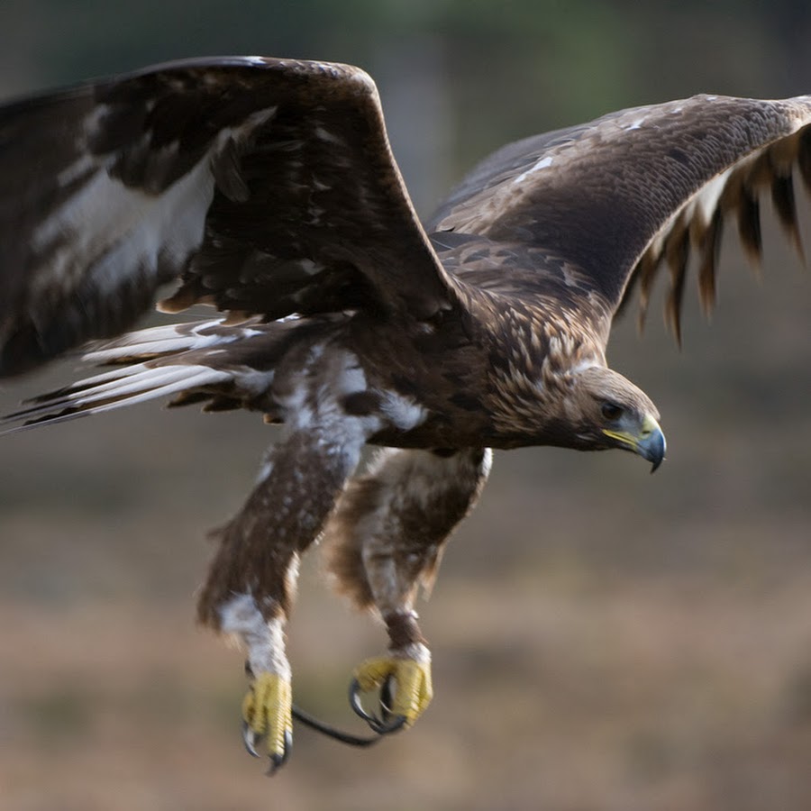 Степной беркут. Eagle arabic. Орел краснодарский край. 2. Камчатский беркут.