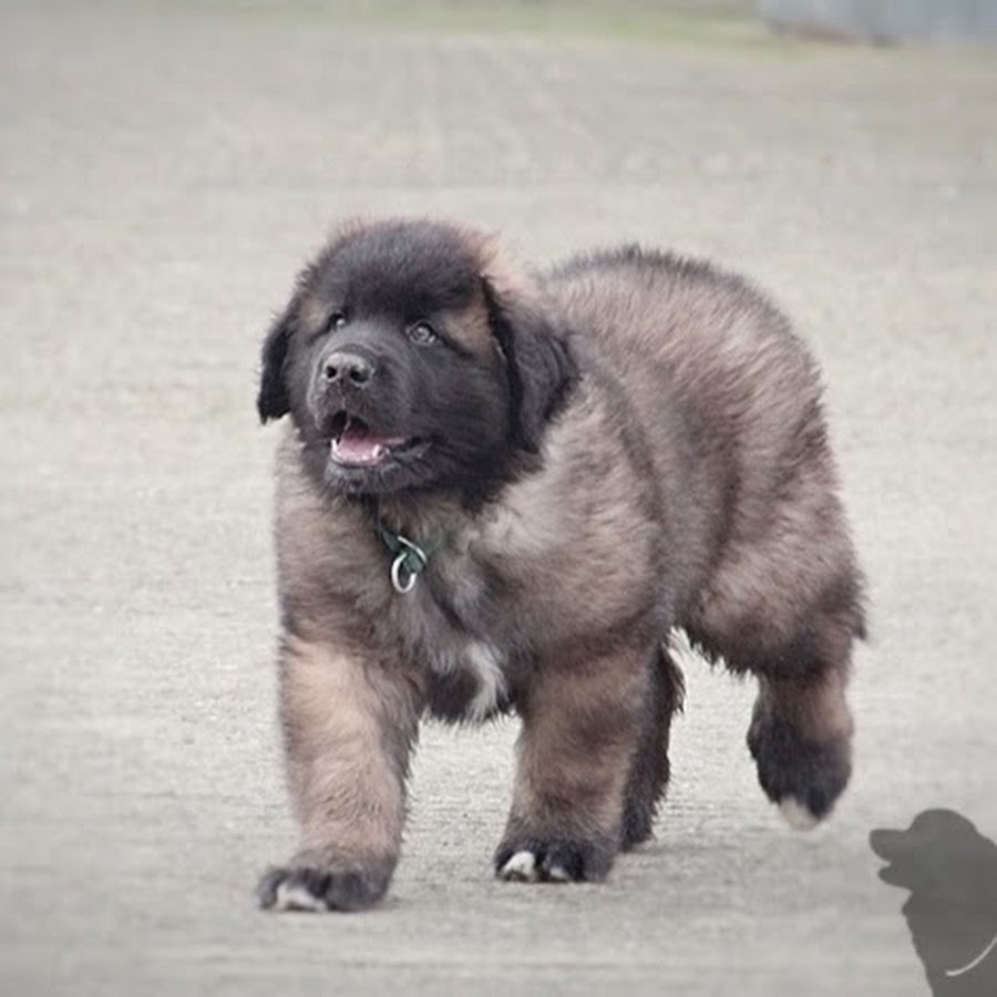 Hillhavenleonbergers show kennels YouTube channel avatar