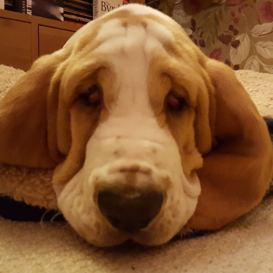 Arthur the Basset Аватар канала YouTube