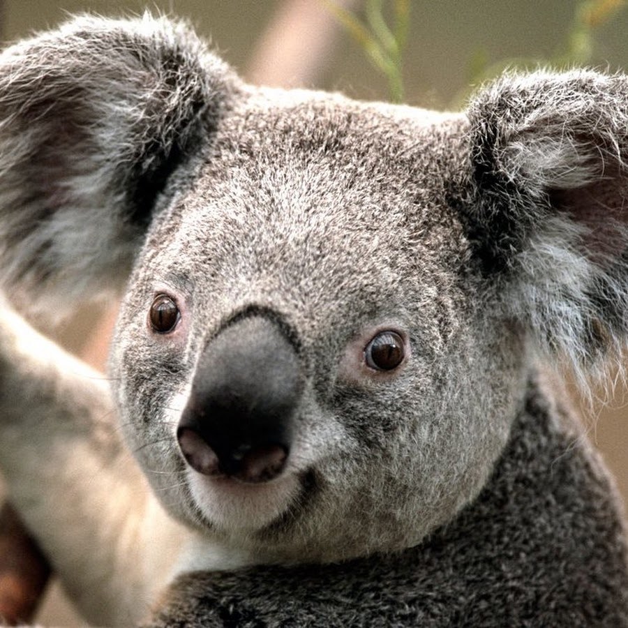 medvídek koala - YouTube