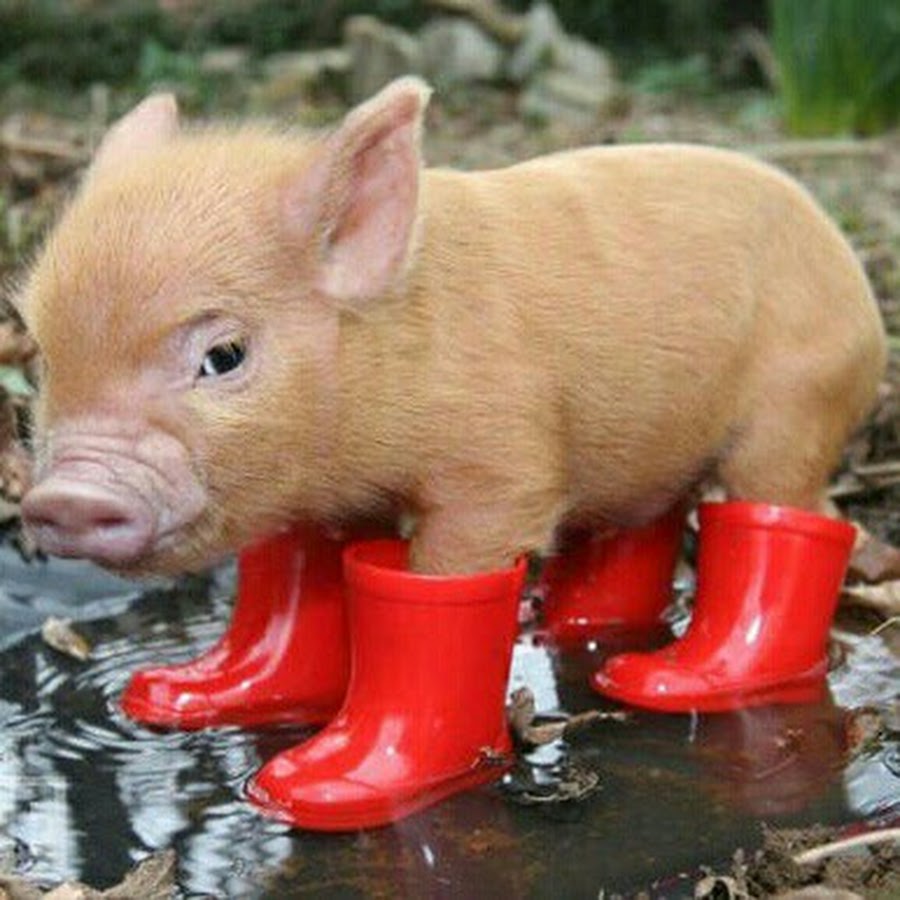 マンセーマンセー Youtube