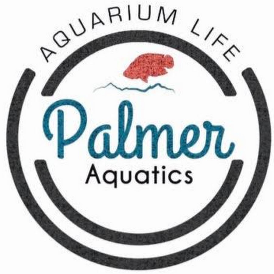 Palmer Fish Q&A YouTube channel avatar