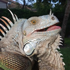 Thumbnail of related channel