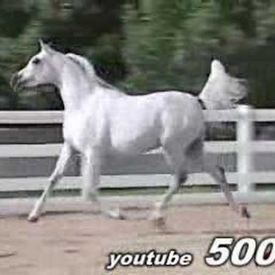 500v Avatar de canal de YouTube