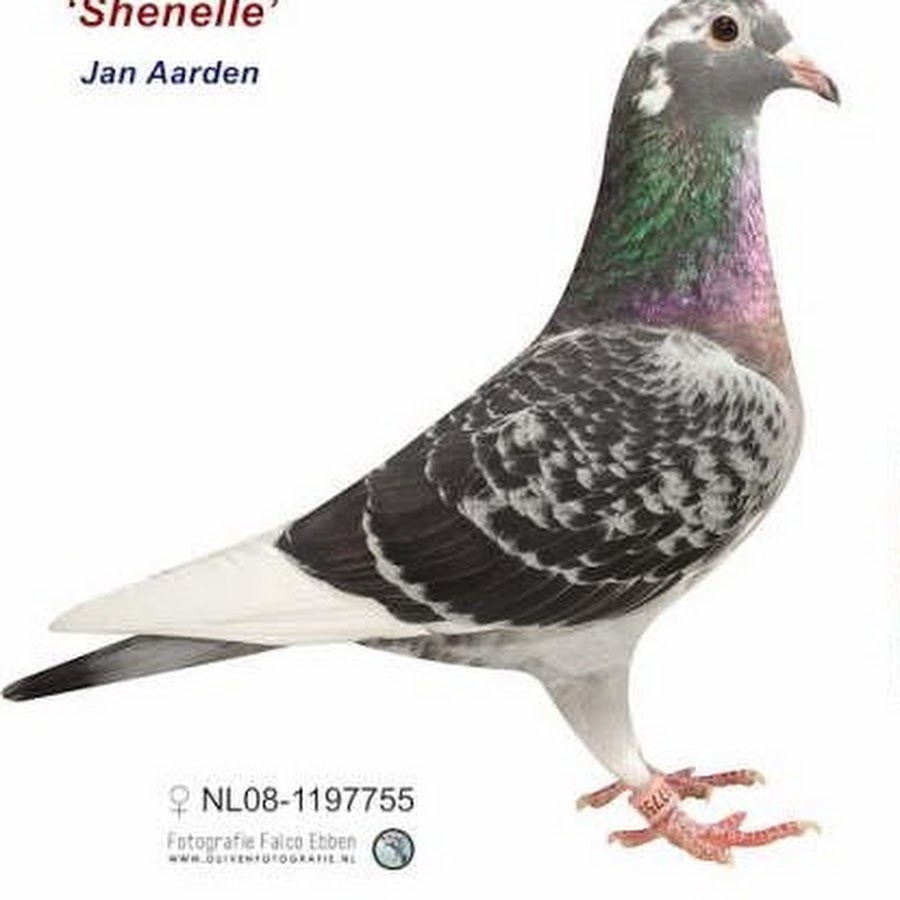 simo pigeon यूट्यूब चैनल अवतार