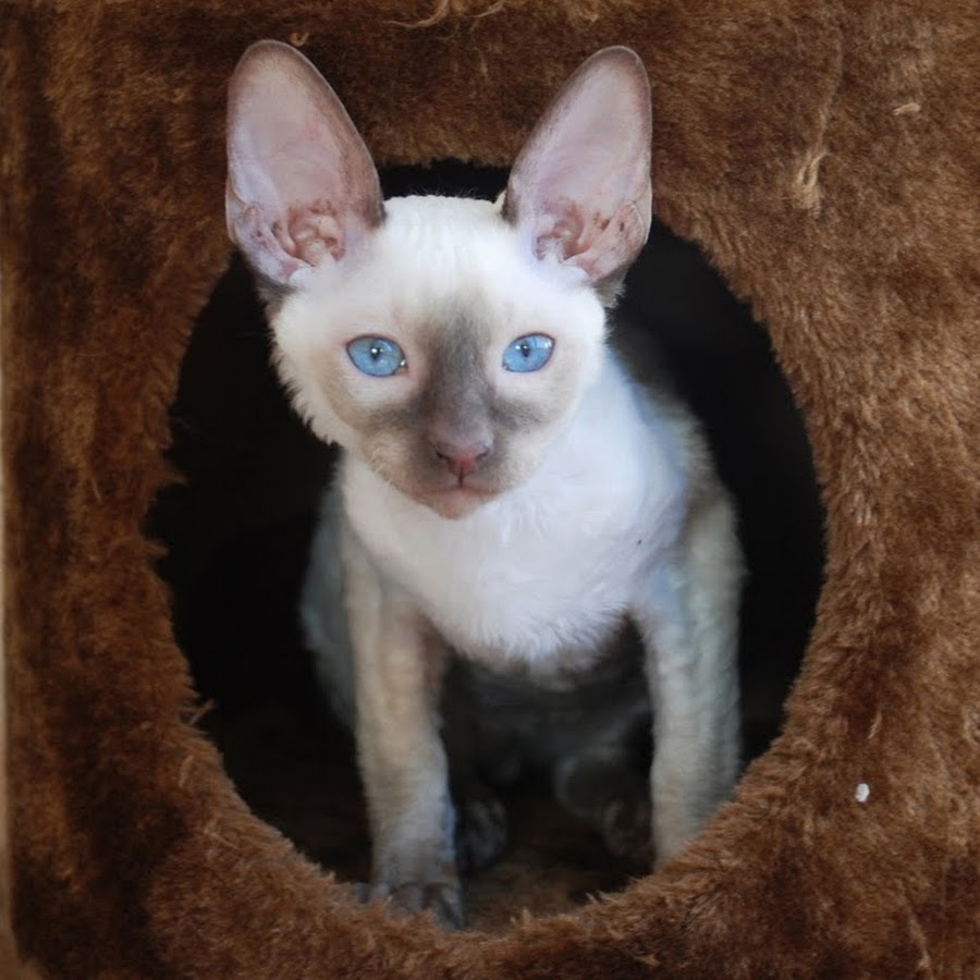 Riverside Cornish Rex Avatar canale YouTube 