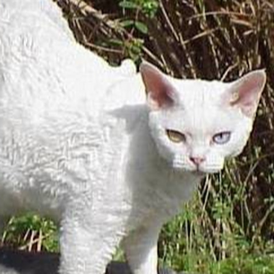 sphynx Devon Rex ইউটিউব চ্যানেল অ্যাভাটার