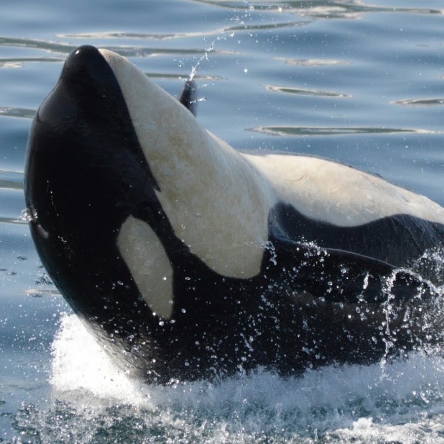 知床 羅臼観光船はまなす Youtube