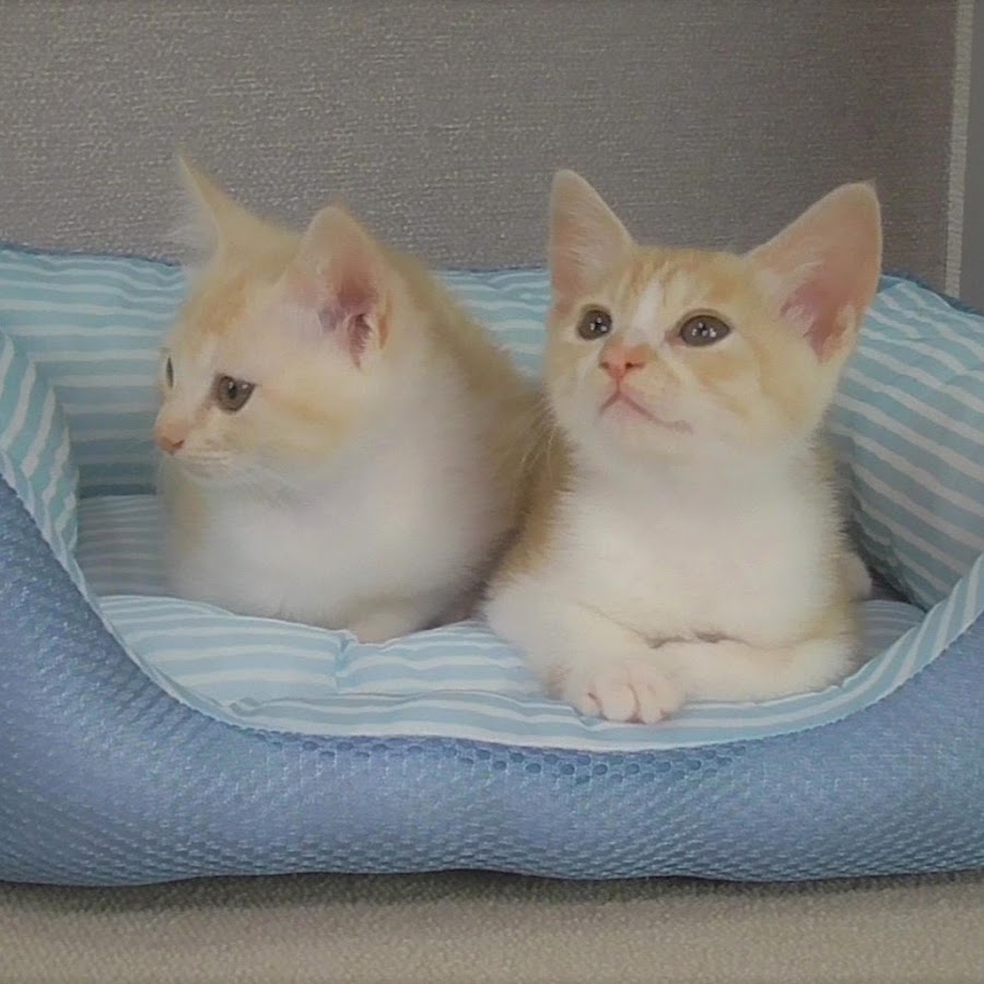 あなごとたらこ 時々ぶるまる Youtube