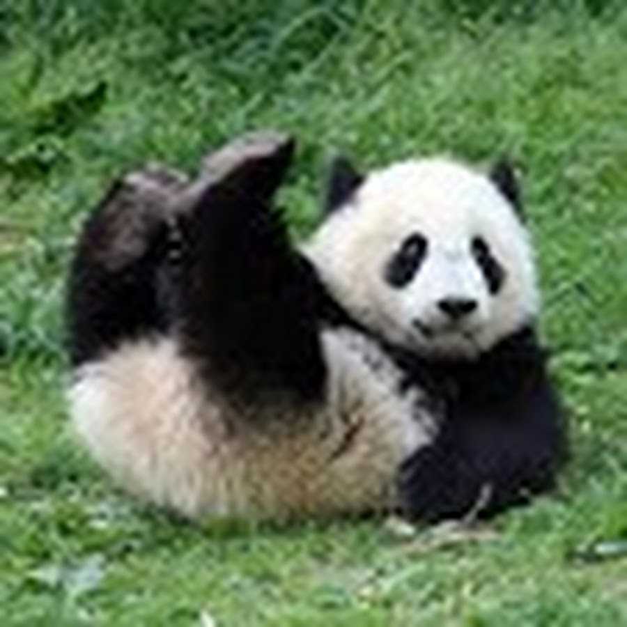 Drunk Panda YouTube channel avatar