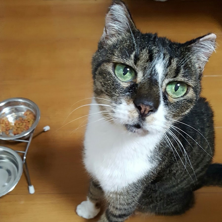 22歳の元気猫 ゆいちゃん Youtube Stats Channel Statistics Analytics