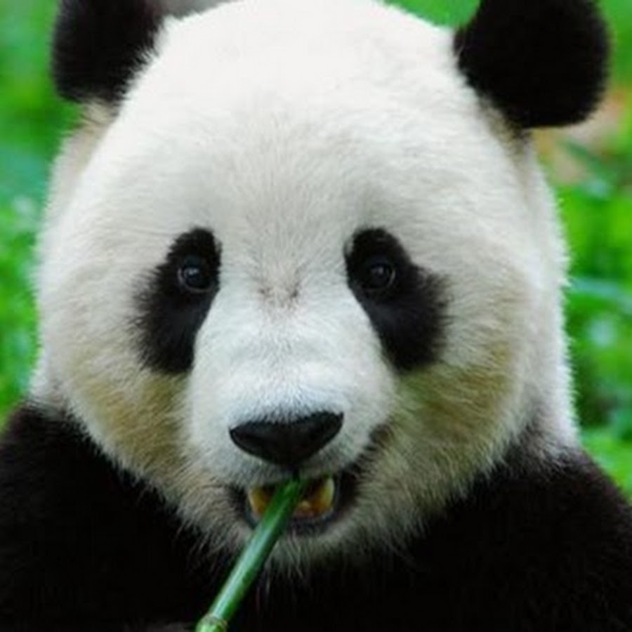 panda 123 YouTube-Kanal-Avatar
