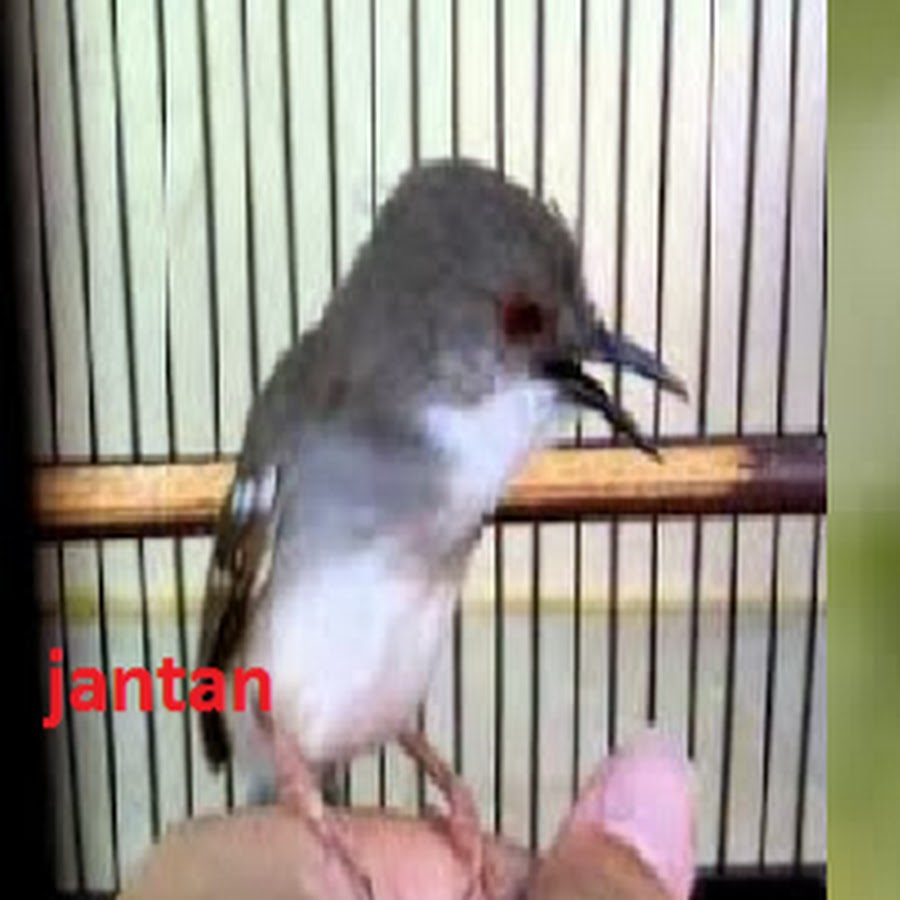 Kicau Burung Channel Avatar de canal de YouTube