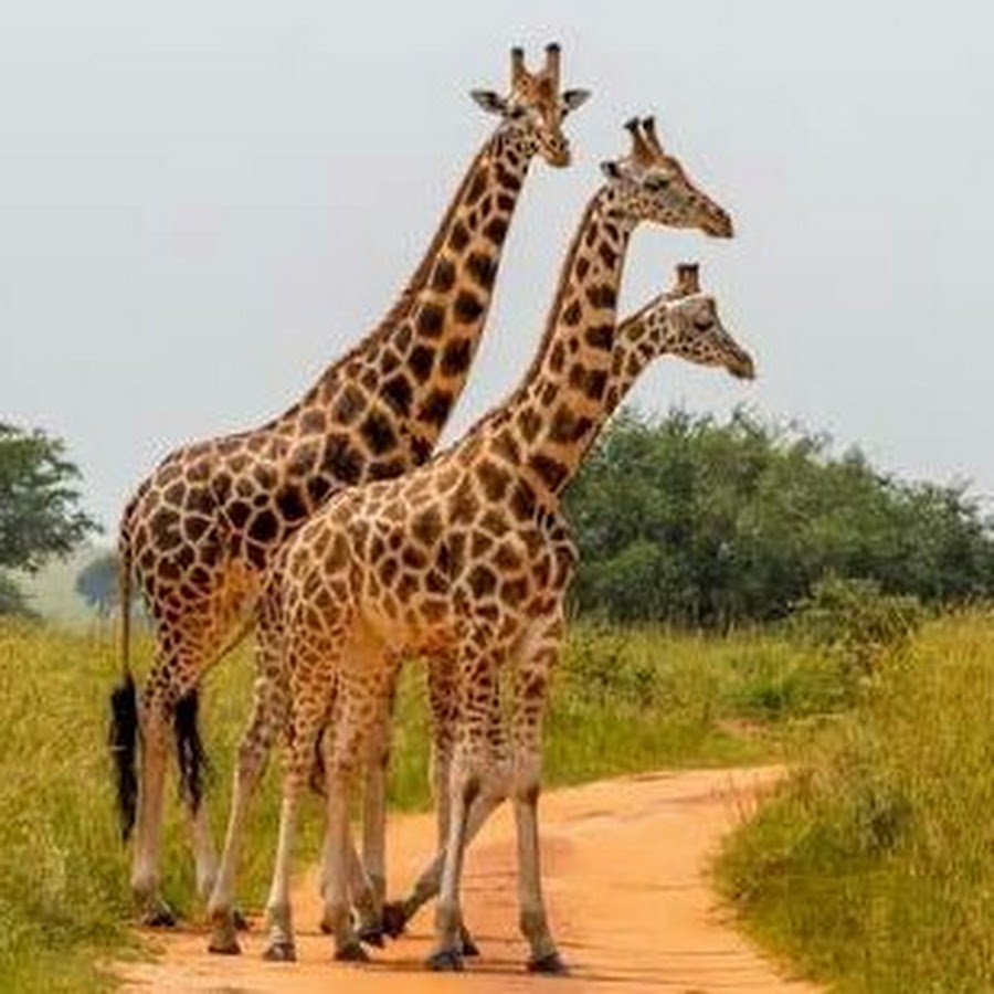 Giraffas BRAZIL