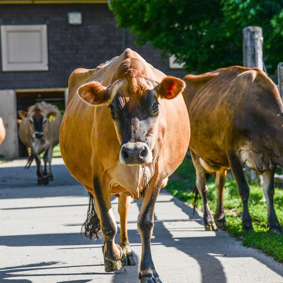 Billings Farm & Museum رمز قناة اليوتيوب