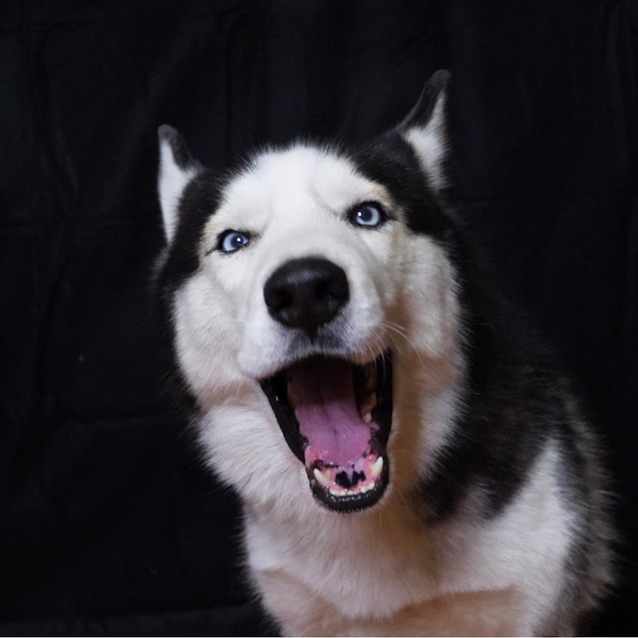 Hachi The Husky YouTube channel avatar