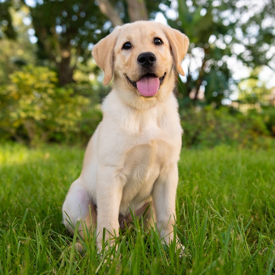 Southeastern Guide Dogs YouTube channel avatar