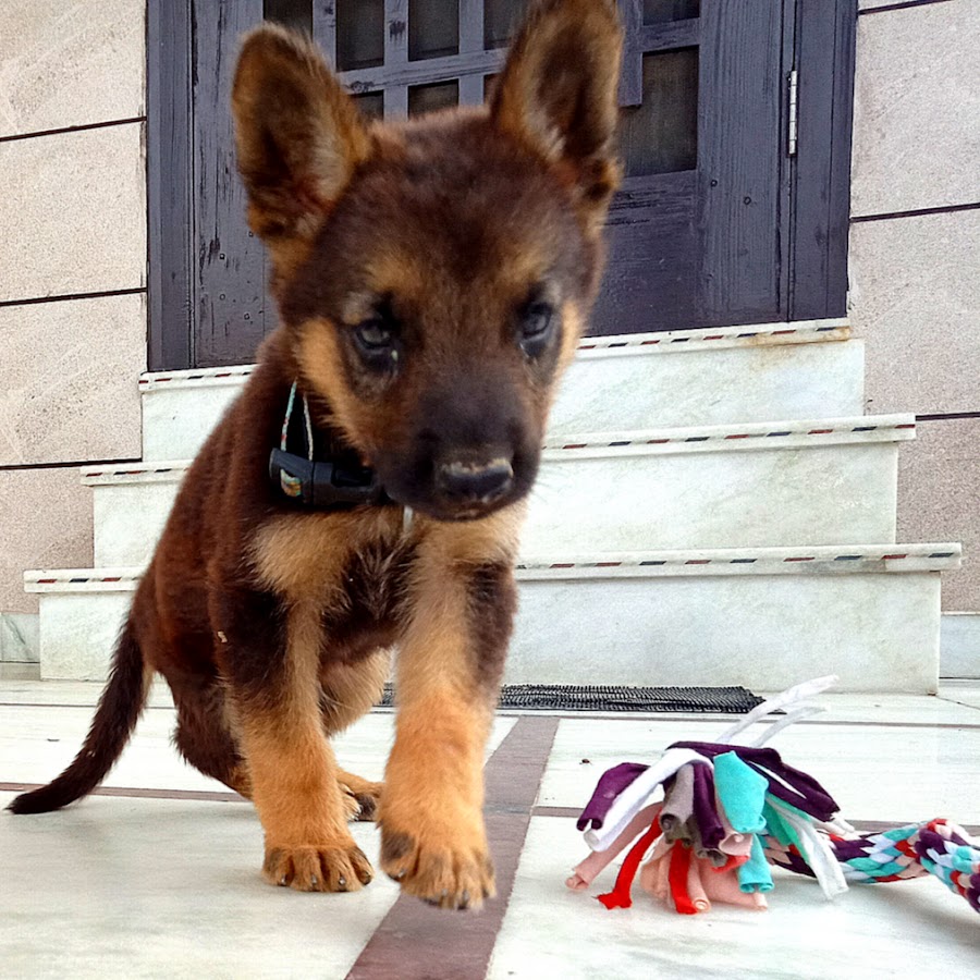 Jack The German Shepherd यूट्यूब चैनल अवतार