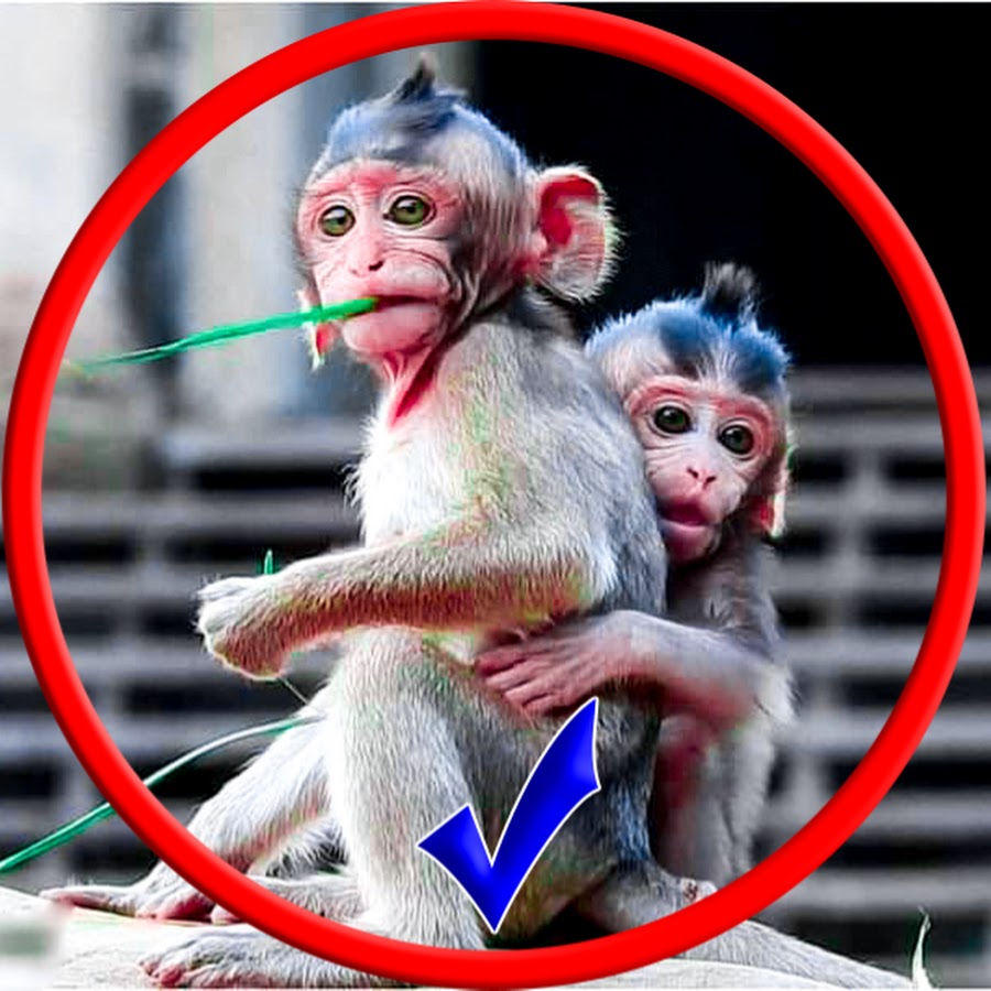 Public Monkey YouTube channel avatar