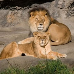 Thumbnail of related channel