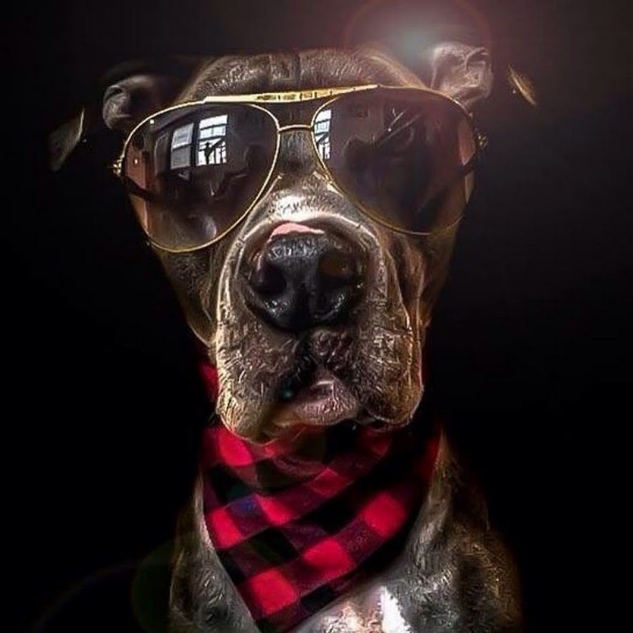 Tank The Awesome Dog YouTube channel avatar