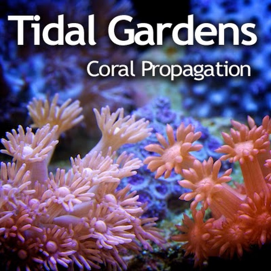 Tidal Gardens Avatar de chaîne YouTube