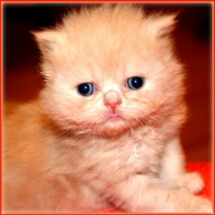 Persian Kitten Videos YouTube 频道头像