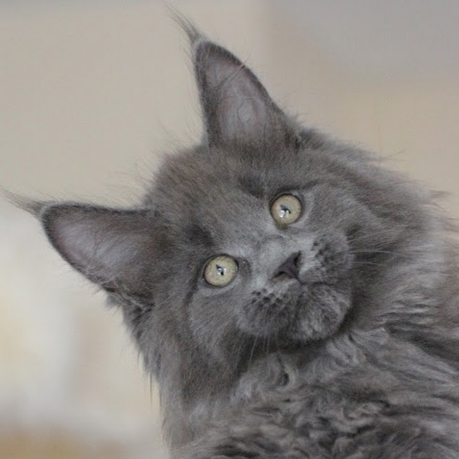 Moonshinecoons Maine Coon رمز قناة اليوتيوب