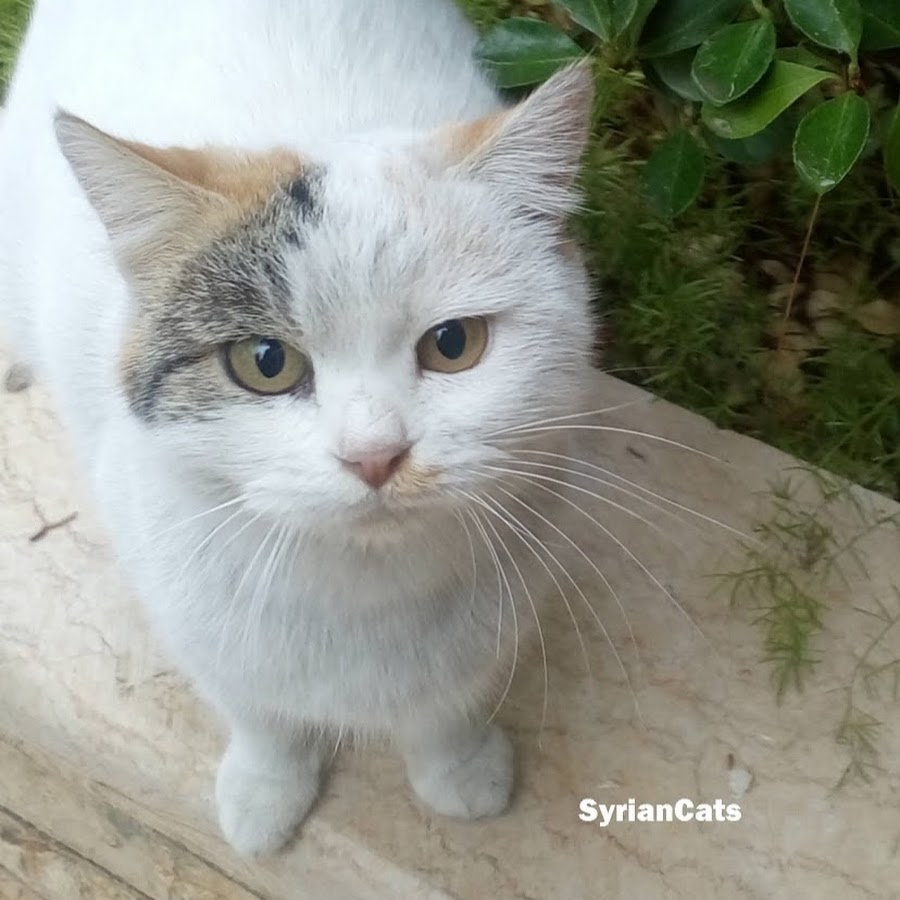 Syrian Cats YouTube channel avatar