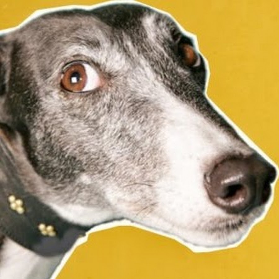 Greyhounds: The Dogumentary ইউটিউব চ্যানেল অ্যাভাটার