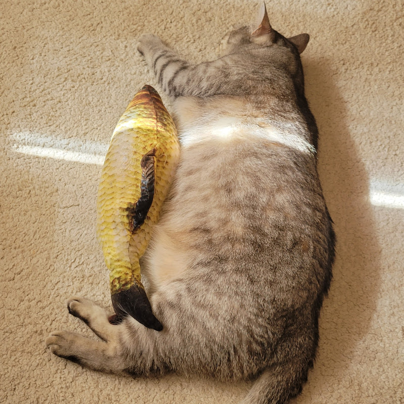 貓咪咖啡cat coffee - 網紅的藏寶箱 