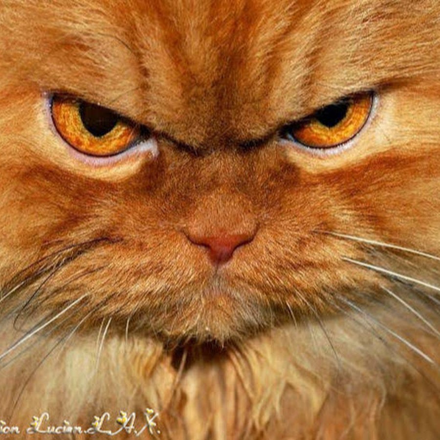 Grincheux Chat Youtube