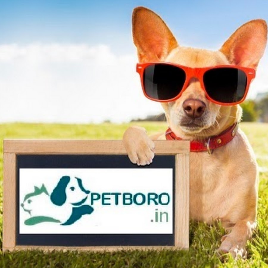 Petboro Pet Resort and Kennels Avatar canale YouTube 