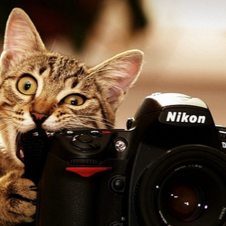 Cat.Paparazzi