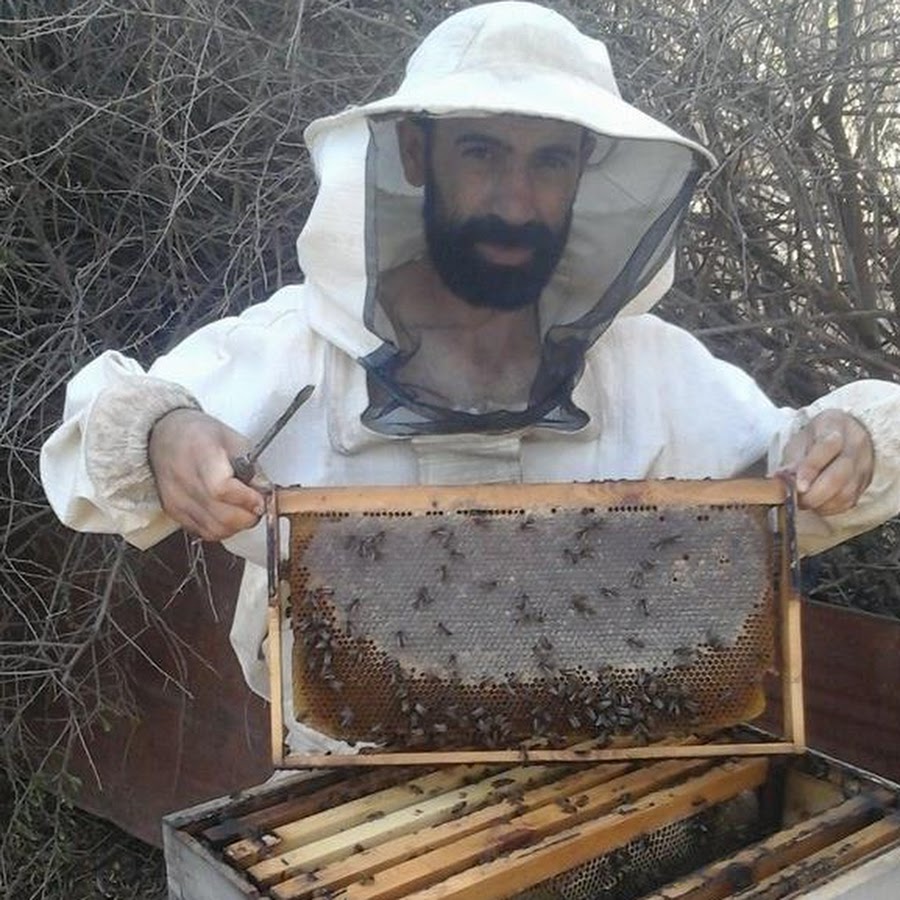 تربية النحل كما لم