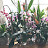 Aurora's Water Culture Orchids