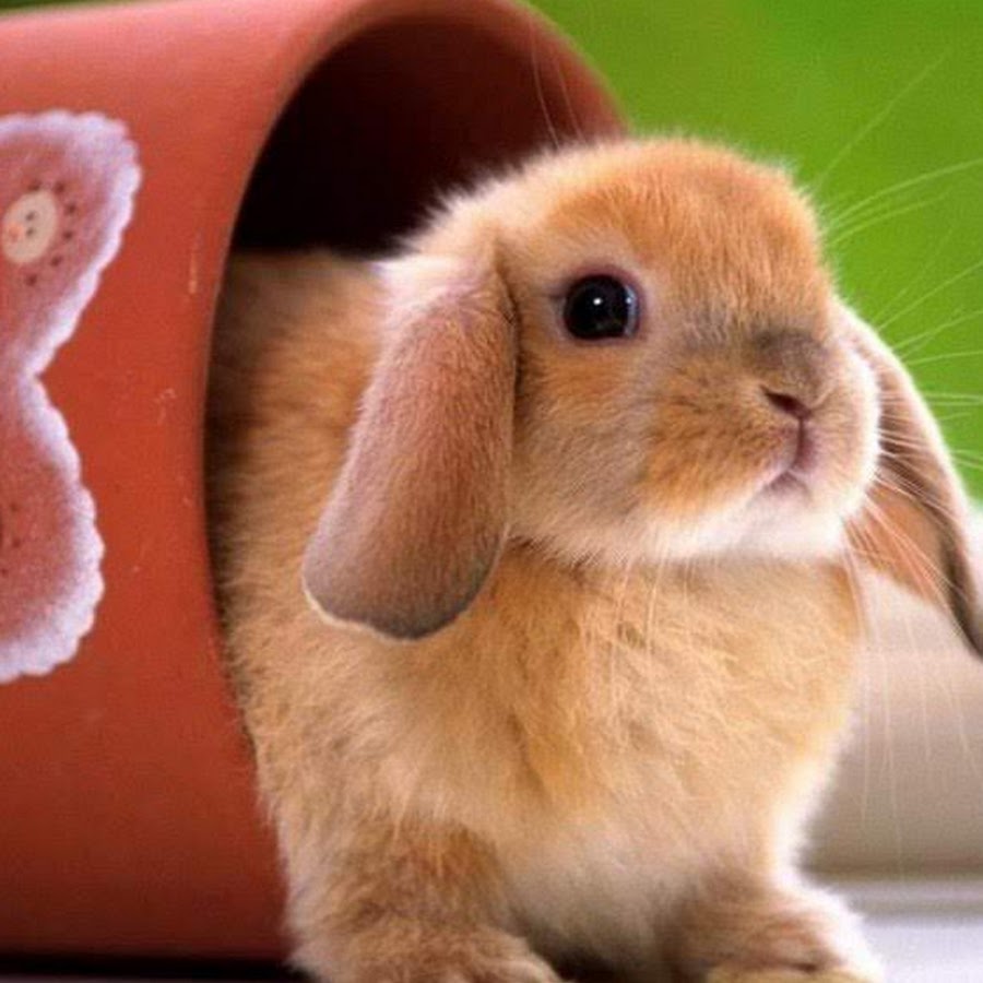 rabbit-home